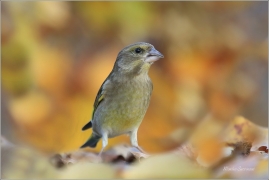 <p>ZVONEK ZELENÝ (Carduelis chloris) ---- /European greenfinch - Grünfink/</p>